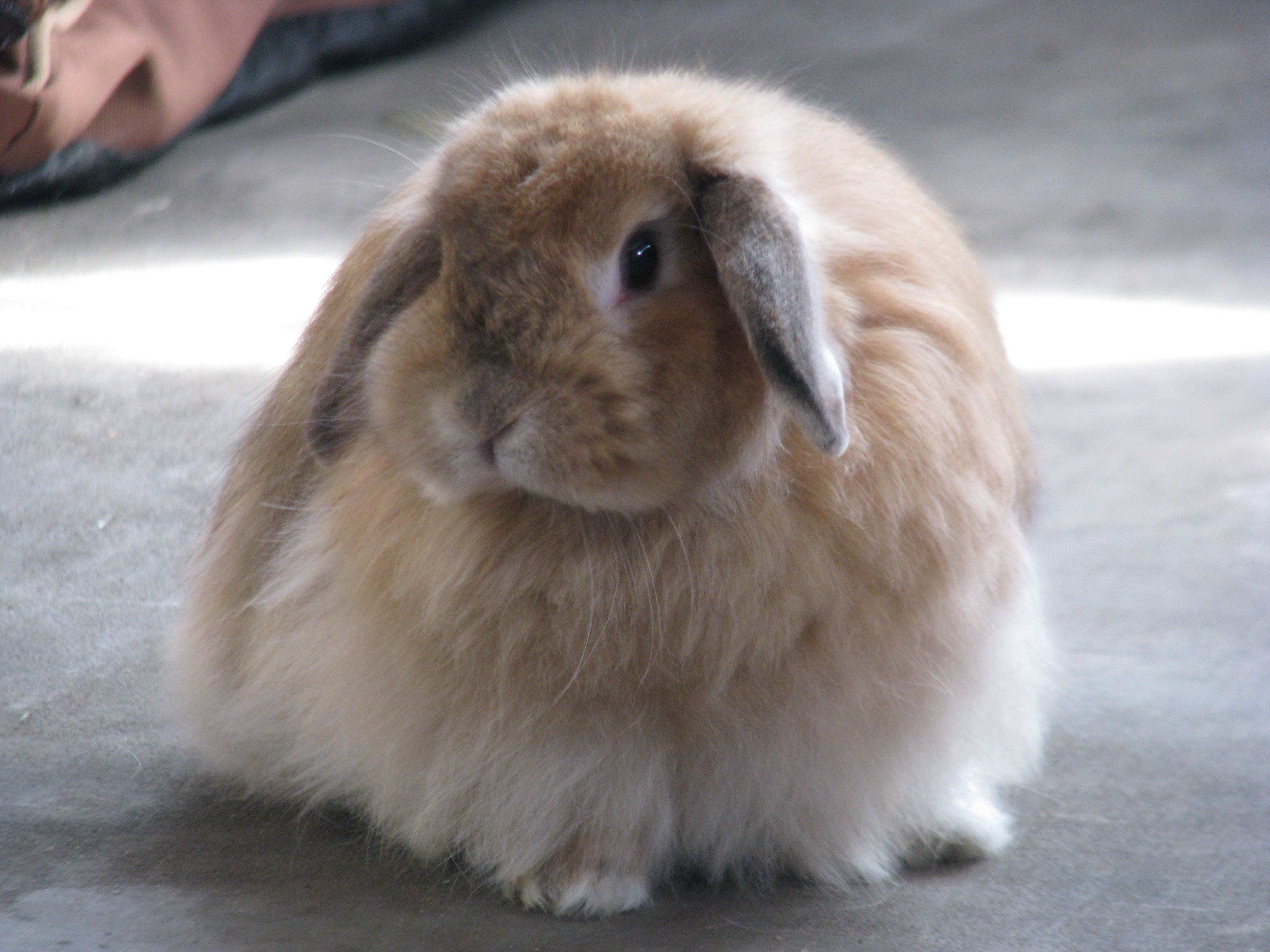 bryan kleine add Fluffy Bunny Porn photo