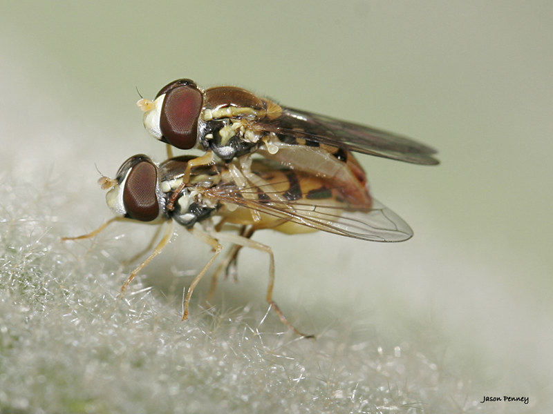 deborah hively add Fly Porn photo