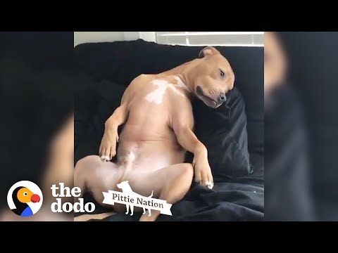 annie rick add Pitbull Nude photo