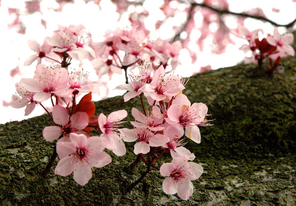 claudia carmona add Ms Cherry Blossoms photo