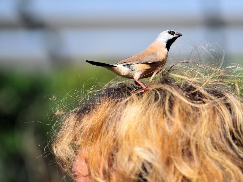 derek wentzel add Blonde Throated photo