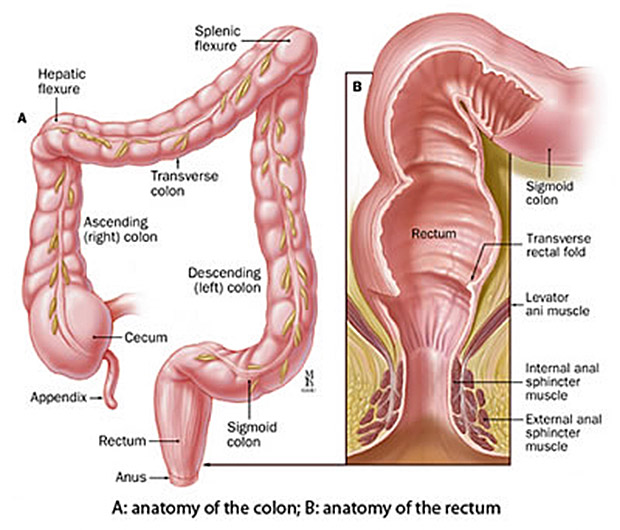 bassem sousou add Anal Fist Guide photo