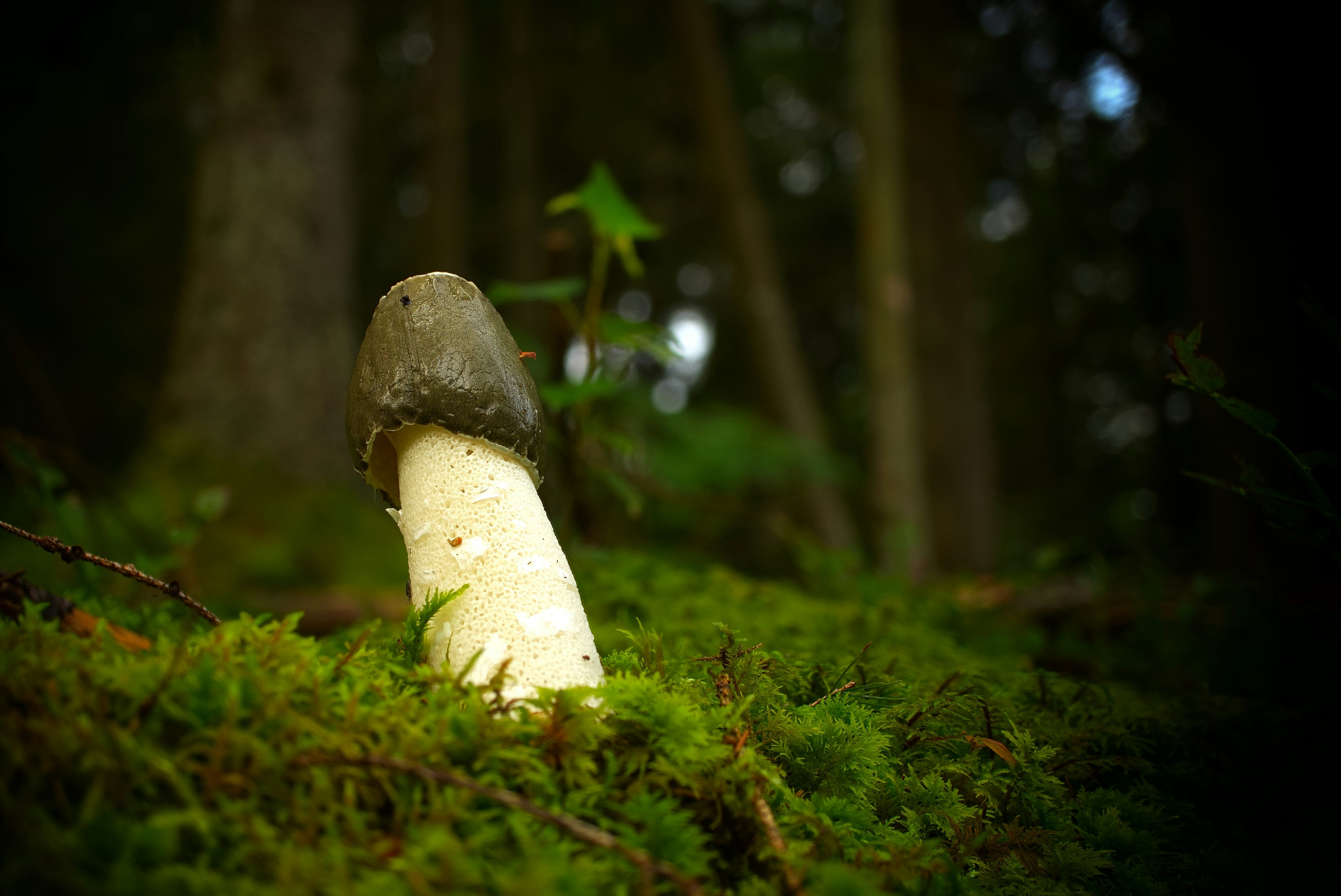 axel galeano add Mushroom Cock photo