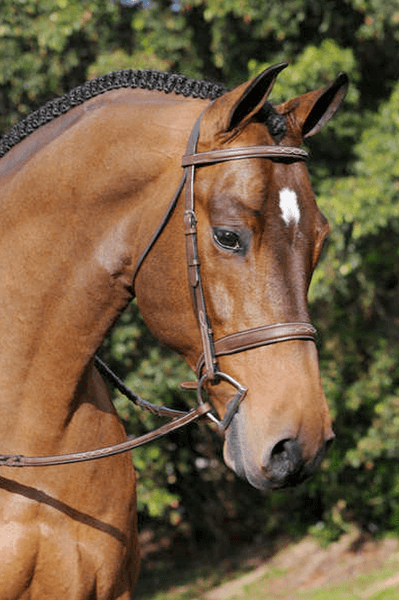 Ivy Reins 26762