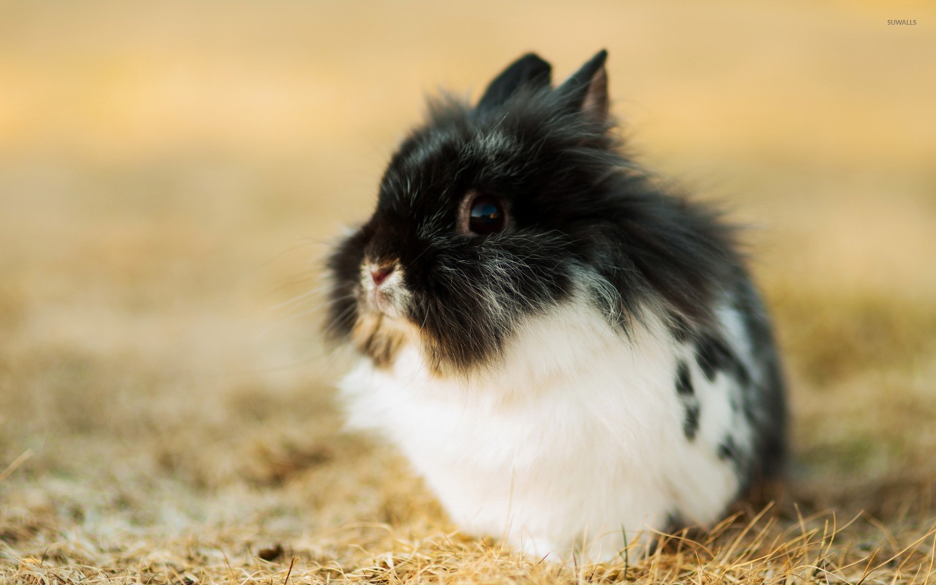 bianca gazzola add Fluffy Bunny Porn photo