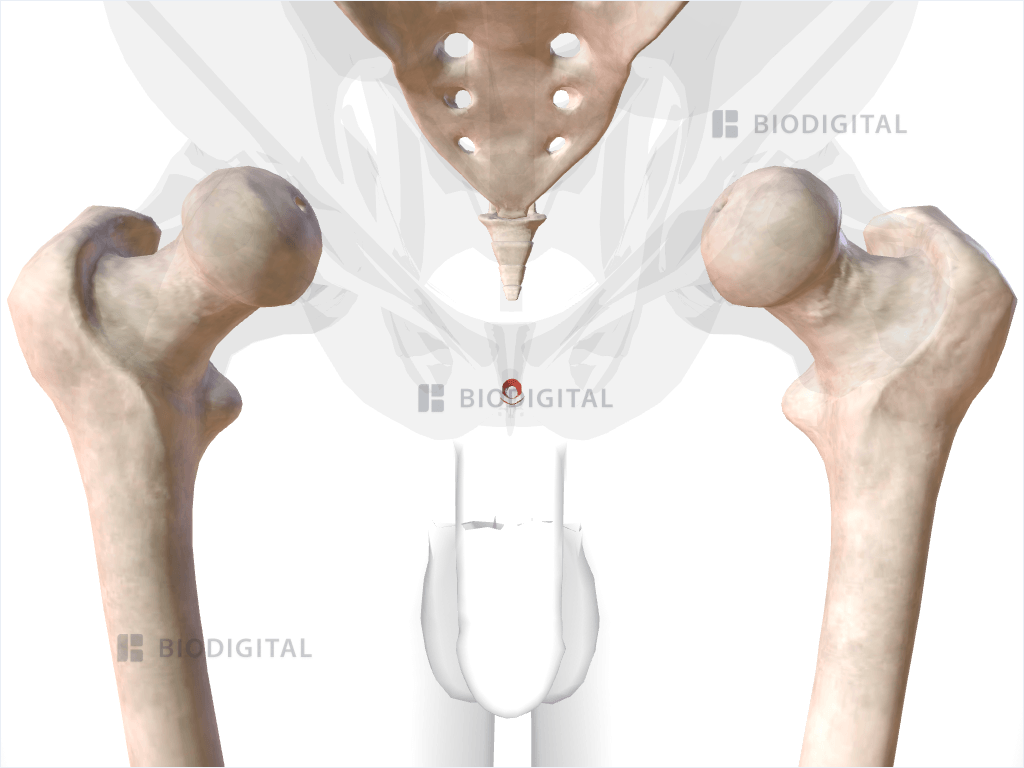 Anal Cast 15842