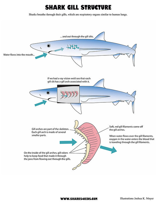 aarthi shetty add Shark X Human photo