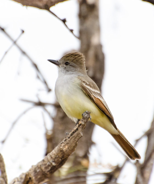 bobbie hurst add Blonde Throated photo