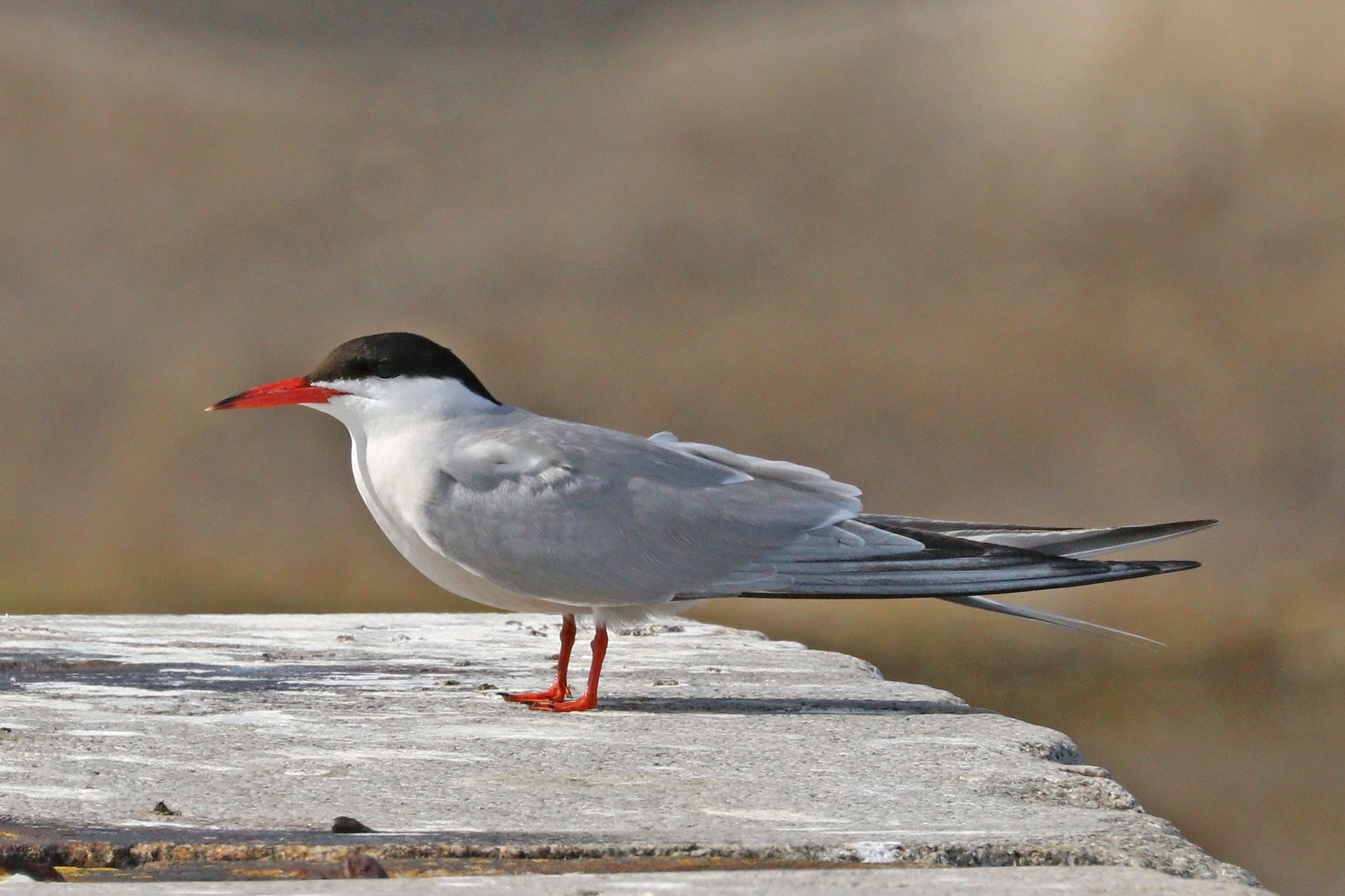 barbara lasher add Tern Nude photo