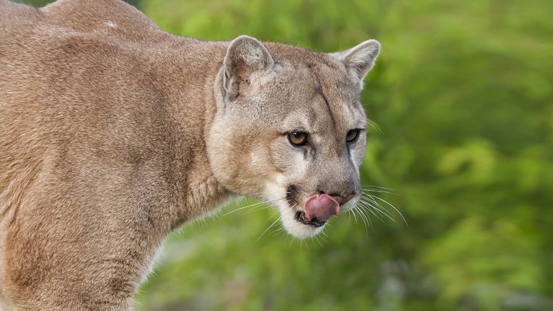 dana loyd add Cougars Sucking Big Cocks photo