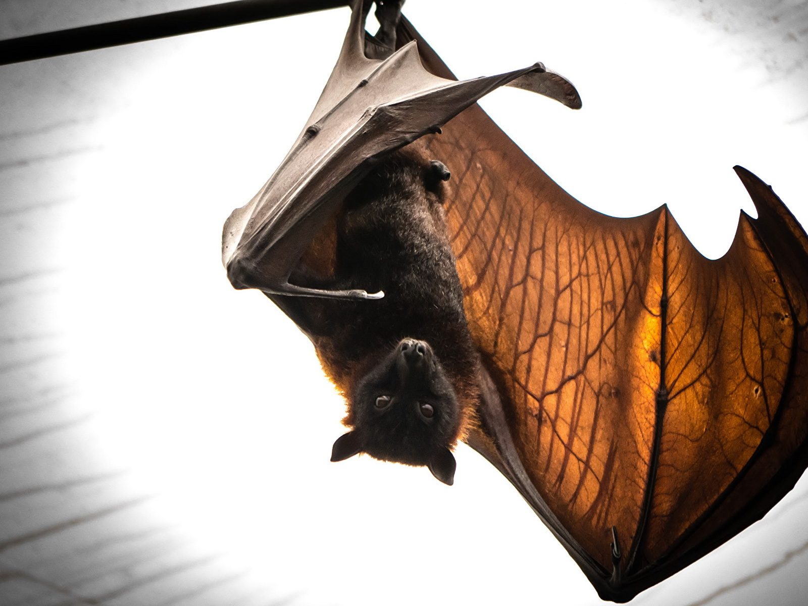 barbara wilkerson add Meaty Bat Wing photo