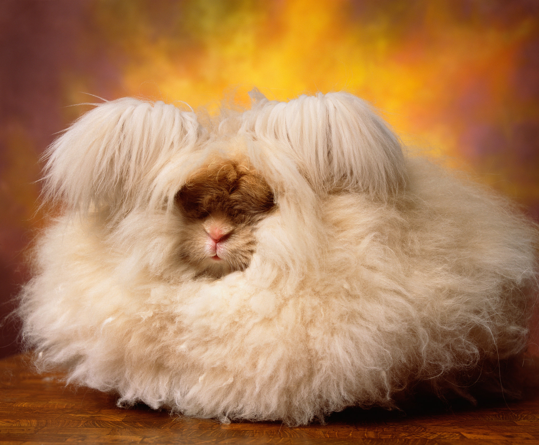 chung hur add Fluffy Bunny Porn photo