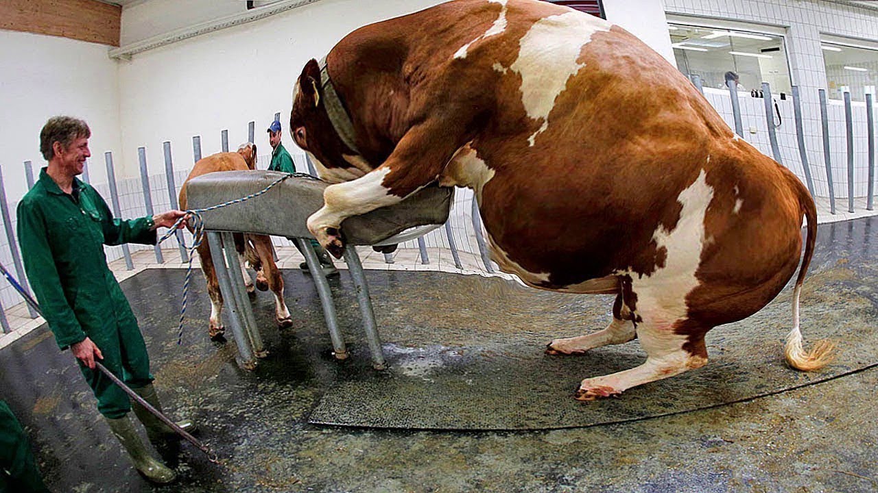 christine labbe add Extreme Milking photo