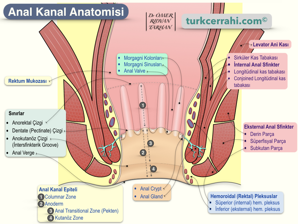 carlo steyn add Turk Anal photo