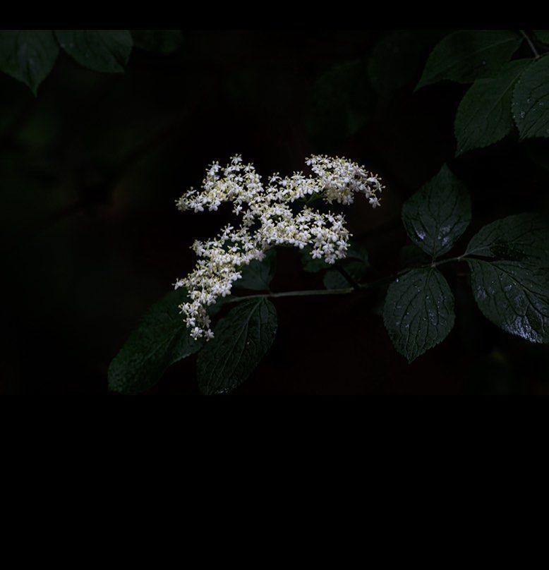 amrit buttar add Indica Flowerporn photo