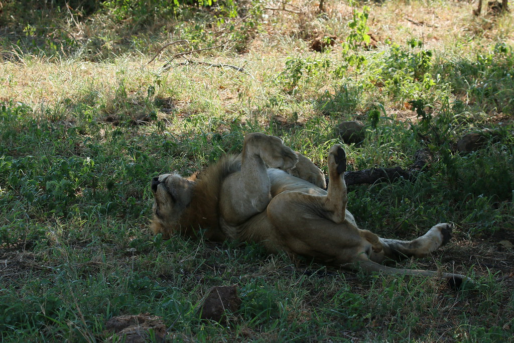 chris fathke add Lion Pussy photo