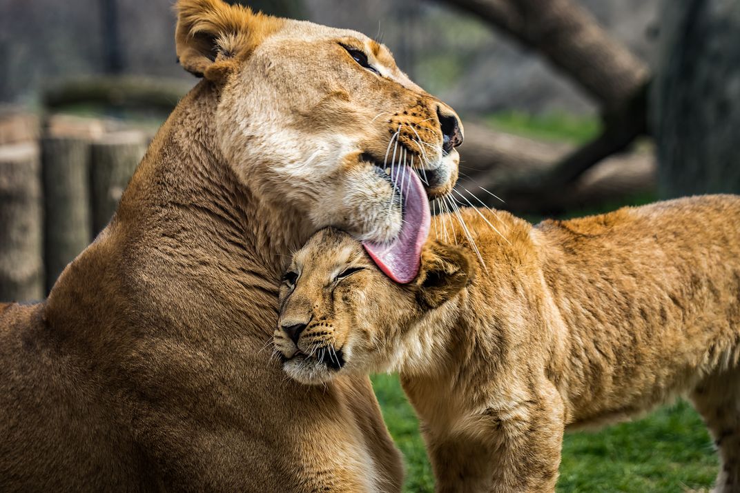 adrian mckeever add Mommy Licking photo