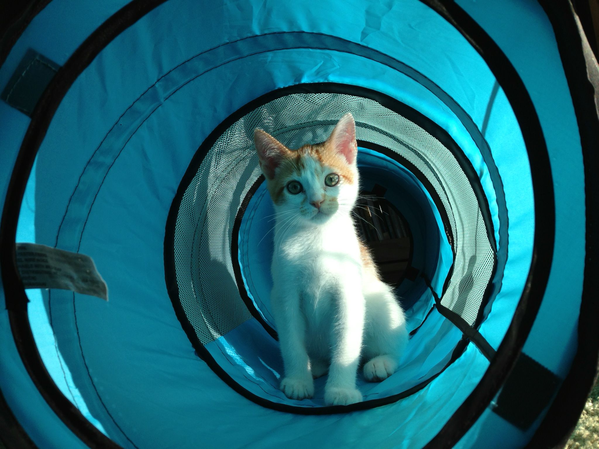 carter keates add Tube Kitty photo